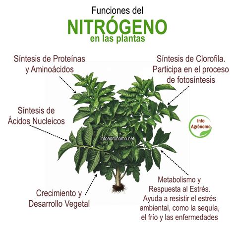 Esquema de las funciones del nitrógeno, fósforo y potasio en las plantas