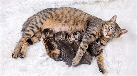 Gata lamiendo a sus gatitos recién nacidos con la placenta cerca