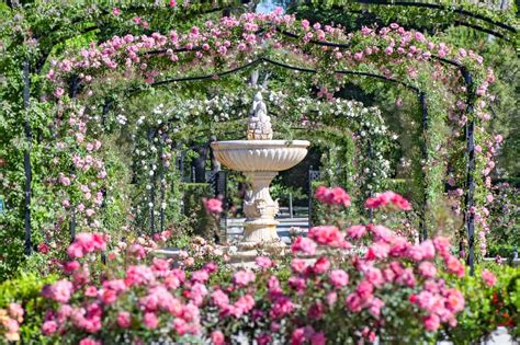 Detalle de la Rosaleda del Parque del Retiro en floración