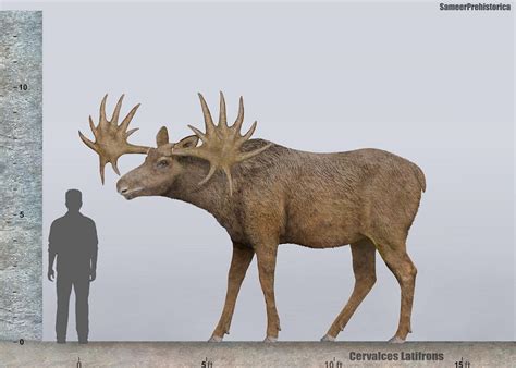 Gráfico: Tamaño de alces vs. latitud en Suecia