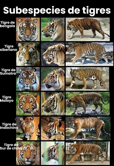 Cladograma de las subespecies de tigres basado en genética