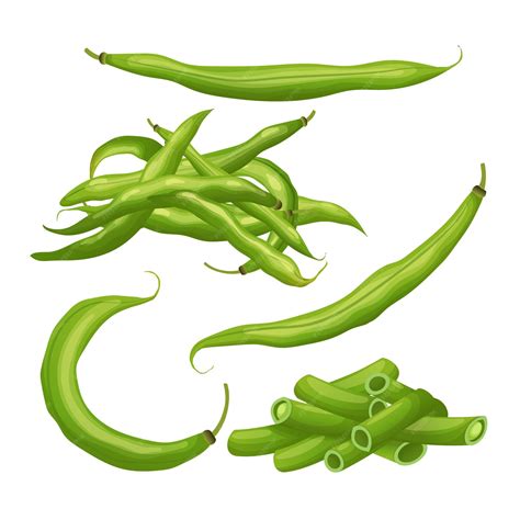 Ilustración de judías verdes frescas y granos de maíz listos para cocinar