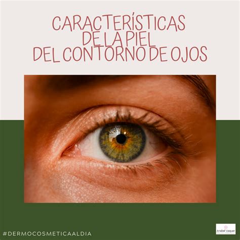 Ilustración anatómica mostrando la fina piel del contorno de ojos y la estructura muscular subyacente.