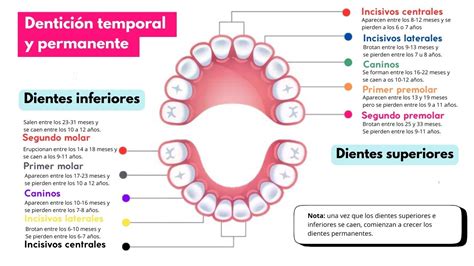 Esquema ilustrativo de las etapas de dentición y los beneficios de los mordedores para aliviar la inflamación de encías