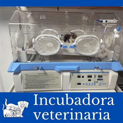 Fotografía: incubadora veterinaria para el cuidado intensivo de neonatos