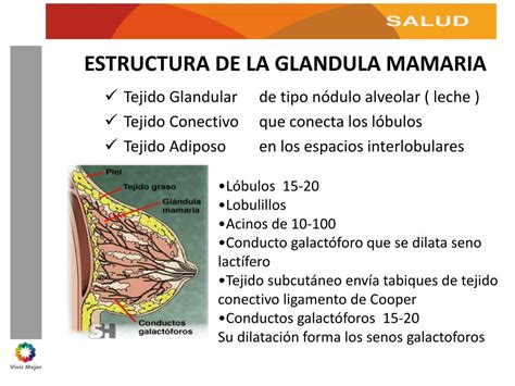 Esquema del funcionamiento de la glándula mamaria y la producción de leche