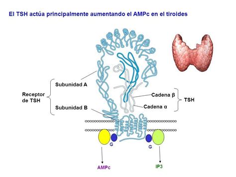 Esquema que muestra la homología estructural entre la molécula de hCG y la TSH, explicando cómo la primera puede unirse al receptor de la segunda.
