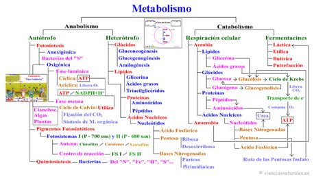 Mapa conceptual sobre el metabolismo del yodo durante el embarazo y la importancia de los suplementos nutricionales.