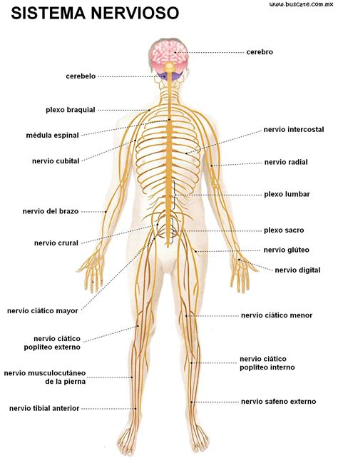 Esquema de la anatomía pélvica femenina y las conexiones con el sistema nervioso central para ilustrar la interconexión mente-cuerpo