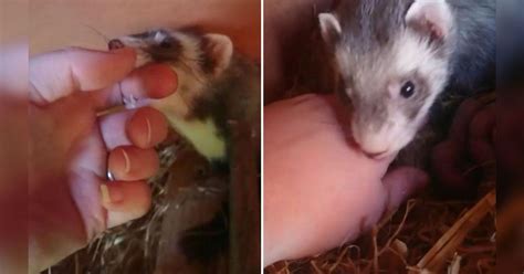 Crías de hurón recién nacidas junto a su madre