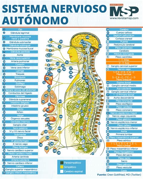 Infografía: Funcionamiento del sistema antivibraciones de la báscula Chicco