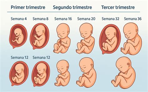Ilustración que muestra el desarrollo fetal semana a semana durante el primer trimestre, destacando la formación de órganos y extremidades.