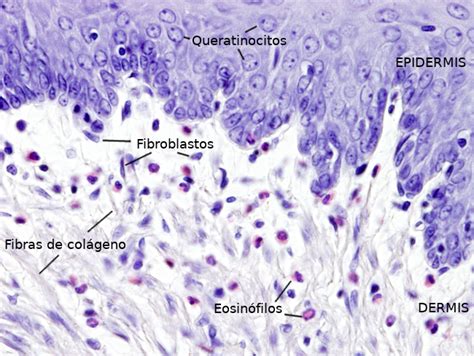 Microfotografía de tejido conectivo laxo, mostrando fibroblastos y fibras dispersas.