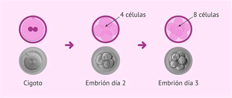 Diagrama esquemático de las primeras divisiones celulares del cigoto, mostrando la formación de blastómeras en las etapas de 2, 4 y 8 células.