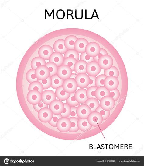 Ilustración de la mórula embrionaria, mostrando la masa compacta de células rodeada por la zona pelúcida.