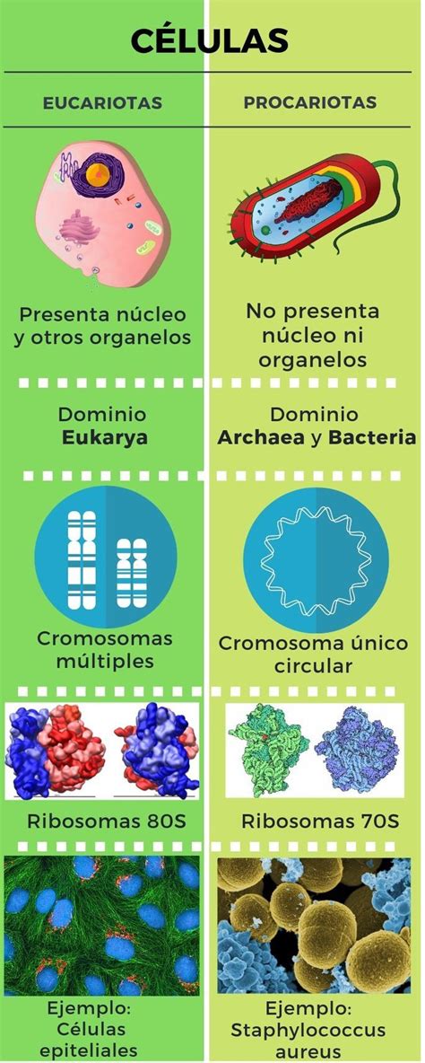Infografía comparativa que resalta las diferencias estructurales y celulares entre un blastómero y un blastocisto.
