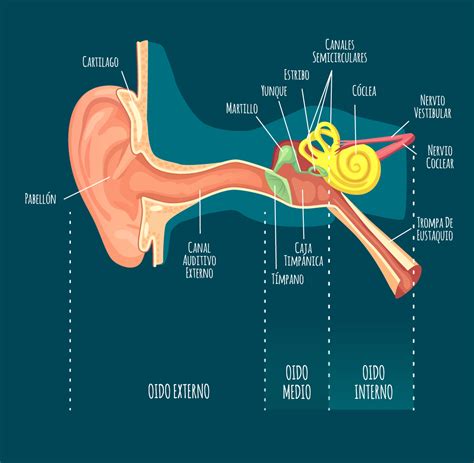Esquema detallado de la anatomía del oído humano y sus partes principales, incluyendo el órgano de Corti