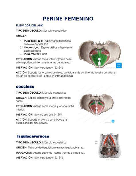 Esquema de la anatomía del periné femenino