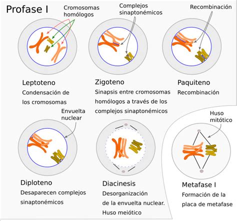 Ilustración detallada de las subfases de la Profase I, mostrando la sinapsis, el entrecruzamiento y la formación de quiasmas.