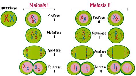 Diagrama comparativo de la Meiosis I y la Meiosis II, resaltando las diferencias clave en la separación de cromosomas homólogos y cromátidas hermanas.