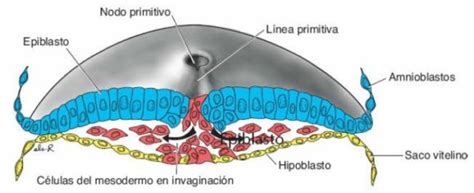 Diagrama de la gastrulación que ilustra la migración celular y la formación de las tres capas germinales.