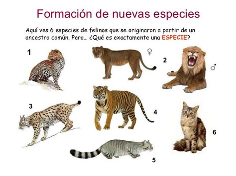 Esquema de la evolución de especies y la formación de híbridos fértiles