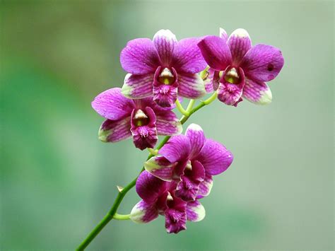 Foto de una orquídea híbrida del Bosque Atlántico con flores anaranjadas y puntos rojos