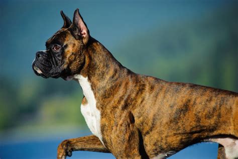Foto de perfil de un perro bóxer con su musculatura marcada