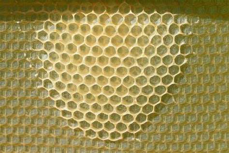 Infografía detallando las funciones del panal de abejas: almacenamiento de alimento, cría y aislamiento térmico.