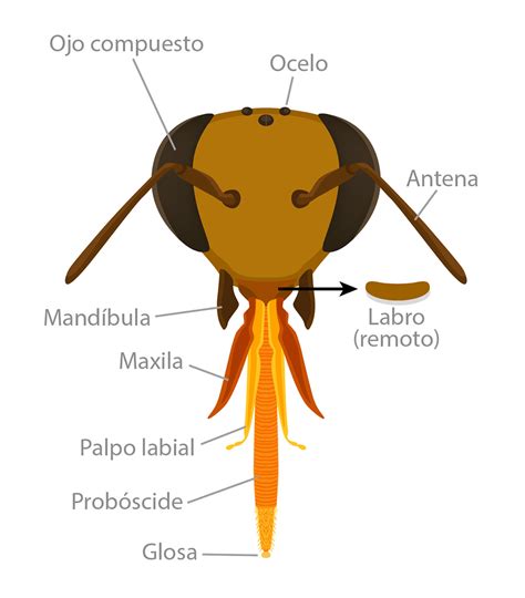 Ilustración anatómica de una abeja obrera, destacando las glándulas ceríferas.