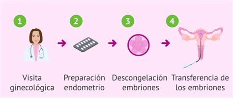 Infografía: Proceso de donación y adopción de embriones