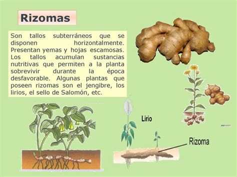 Infografía detallada sobre las diferentes estructuras de propagación: rizomas, estolones, bulbos y tubérculos.
