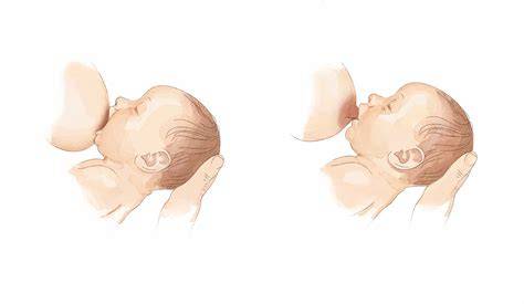 Esquema anatómico mostrando la posición correcta de la boca del bebé cubriendo la areola y alineación del cuerpo.
