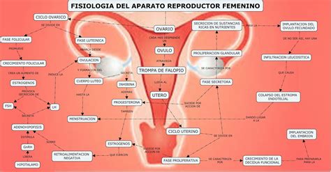 Infografía: Diagrama de los órganos reproductores femeninos mostrando una histeroscopia