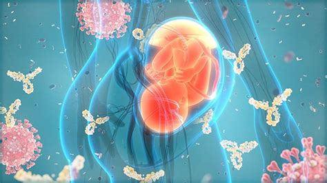 Representación de la transmisión de anticuerpos de la madre al feto a través de la placenta.