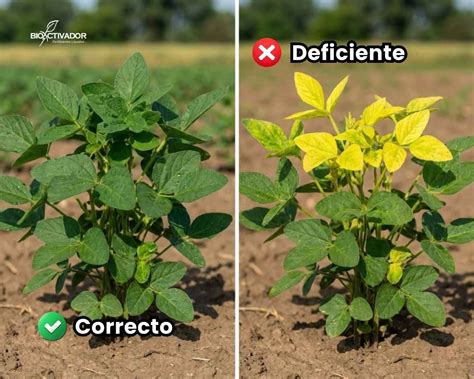Comparación de la clorosis por deficiencia de nitrógeno y azufre en trigo
