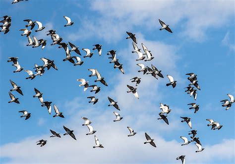 Bandada de palomas volando sobre los tajos del río Marchán.