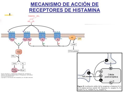 Esquema del mecanismo de acción: bloqueo de los receptores H1 de histamina en las células del organismo.