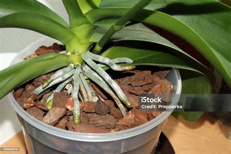 Foto de orquídea siendo trasplantada a una maceta más grande con sustrato nuevo