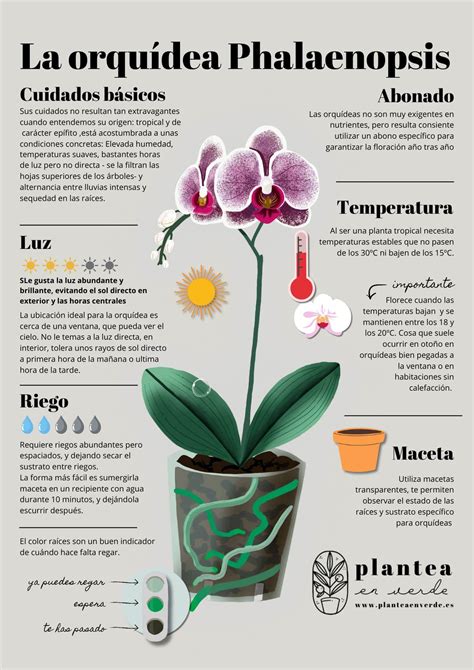 Infografía mostrando colores de raíces de orquídea para indicar necesidad de riego