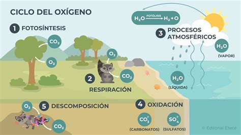 Esquema de la importancia del equilibrio de oxígeno en neonatos y sus efectos en órganos sensibles