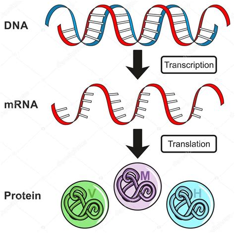 Infografía explicando el proceso de transcripción genética y la expresión génica.