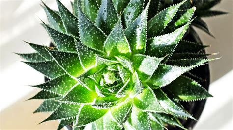 Ilustración detallada de la anatomía del Aloe aristata, mostrando sus hojas triangulares, espinas y roseta central.