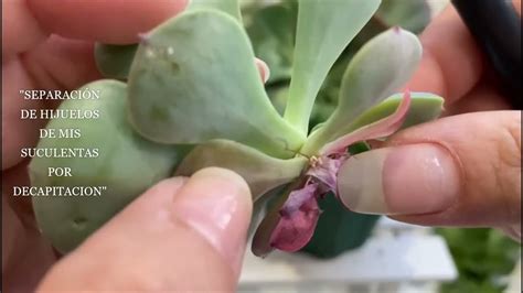 Esquema paso a paso de la separación de hijuelos de una planta madre de Aloe aristata.