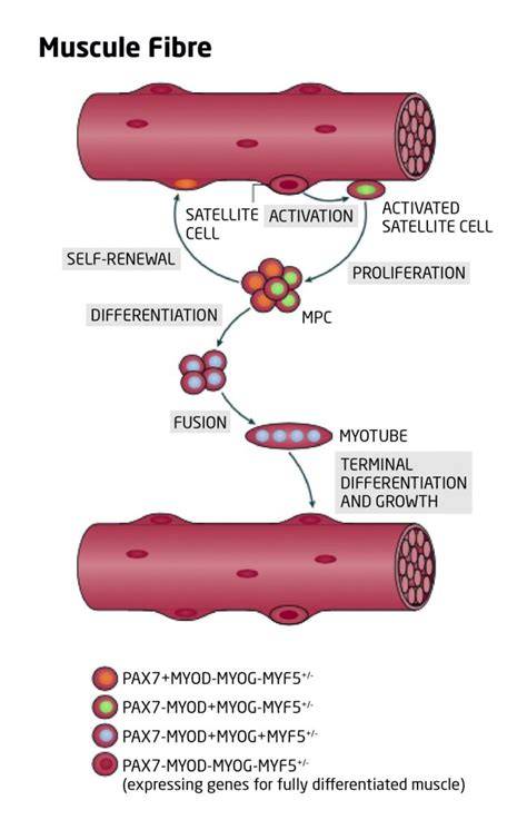 Infografía sobre el papel de los microRNAs en la regeneración muscular