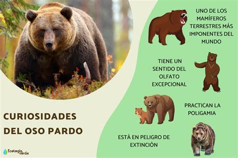 Fotografía de un oso pardo con un collar de seguimiento, mostrando la identificación individual.