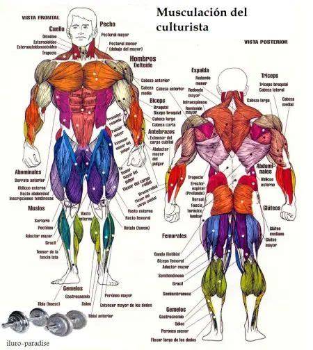 Ilustración anatómica detallada del cuerpo humano con los principales grupos musculares