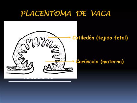 Placentoma bovino con detalle de cotiledón y carúncula