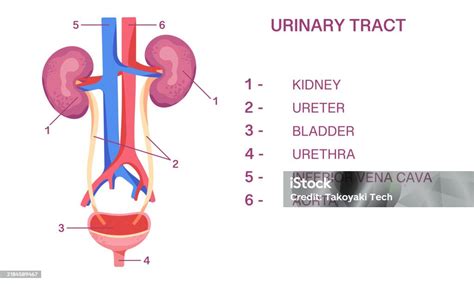 Esquema del sistema urinario humano, destacando riñones, uréteres, vejiga y uretra.