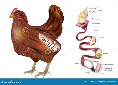 Ilustración del oviducto de la gallina y sus diferentes secciones